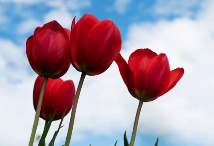 مهرانگیز