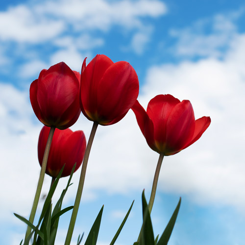 مهرانگیز