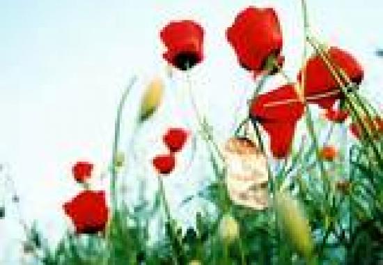 سیری بر زندگی خواهران شهید جمیله و مژگان گنجی
